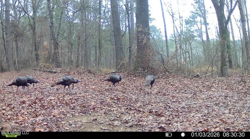 +/- 625 acre hardwood timber river bottom hunting tract in - photo 44