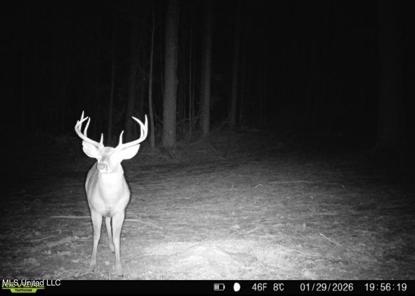 +/- 625 acre hardwood timber river bottom hunting tract in - photo 46