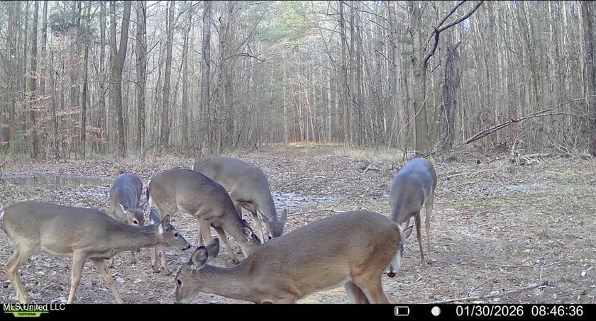 +/- 625 acre hardwood timber river bottom hunting tract in - photo 48