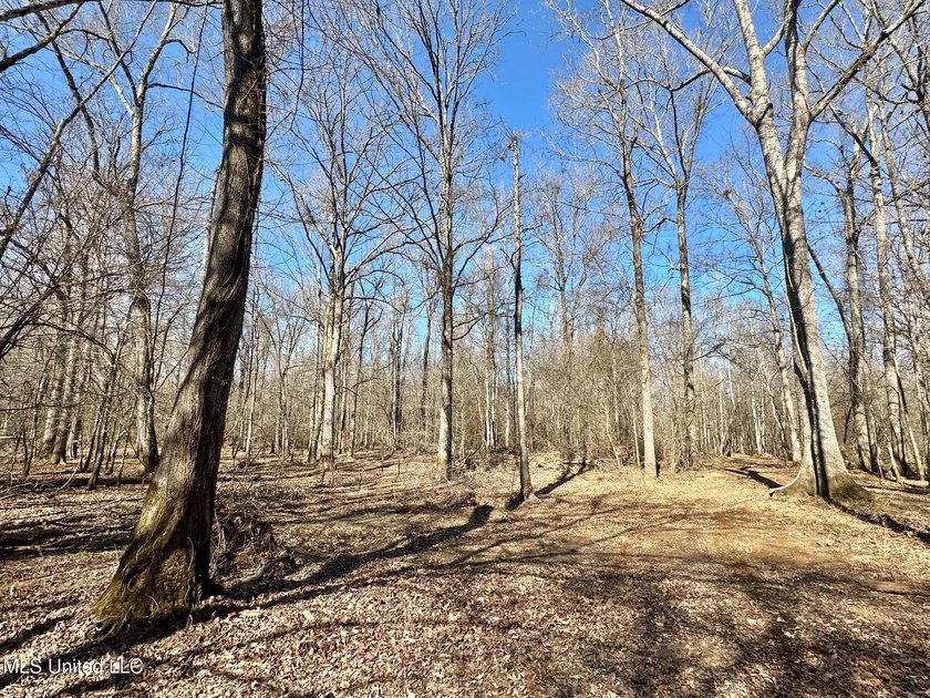 +/- 438 acre hardwood timber river bottom hunting tract in - photo 11