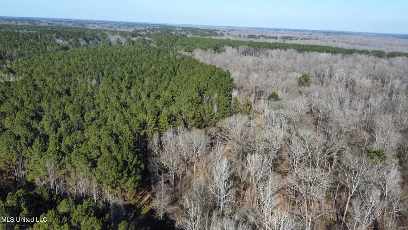 +/- 438 acre hardwood timber river bottom hunting tract in - photo 17