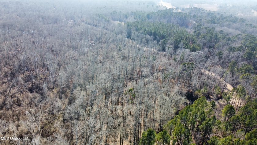 +/- 438 acre hardwood timber river bottom hunting tract in - photo 21