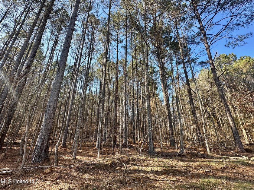 +/- 438 acre hardwood timber river bottom hunting tract in - photo 26