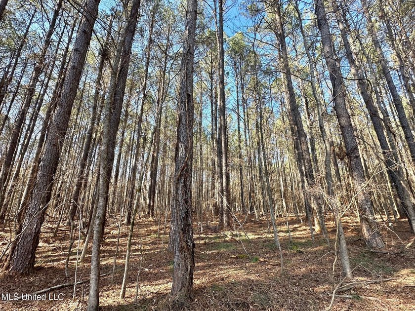 +/- 438 acre hardwood timber river bottom hunting tract in - photo 27