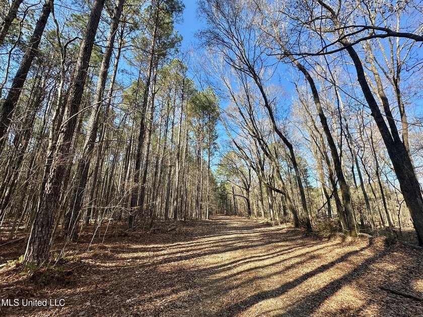 +/- 438 acre hardwood timber river bottom hunting tract in - photo 29