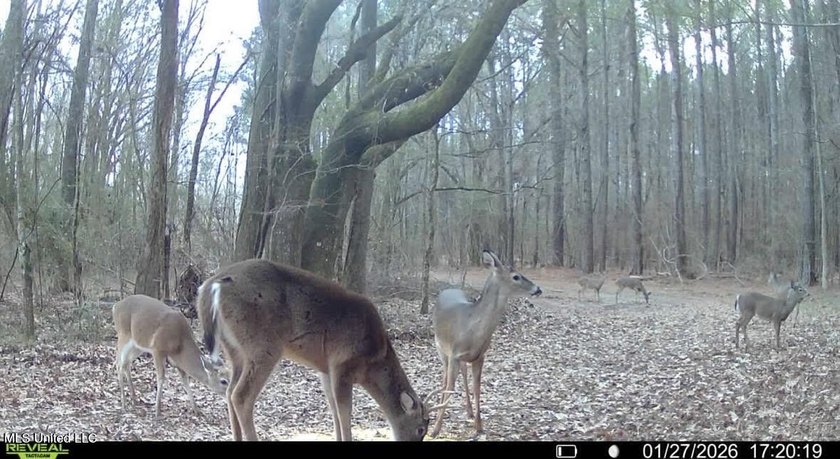 +/- 438 acre hardwood timber river bottom hunting tract in - photo 40