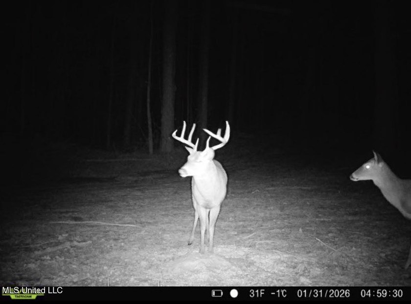 +/- 438 acre hardwood timber river bottom hunting tract in - photo 42
