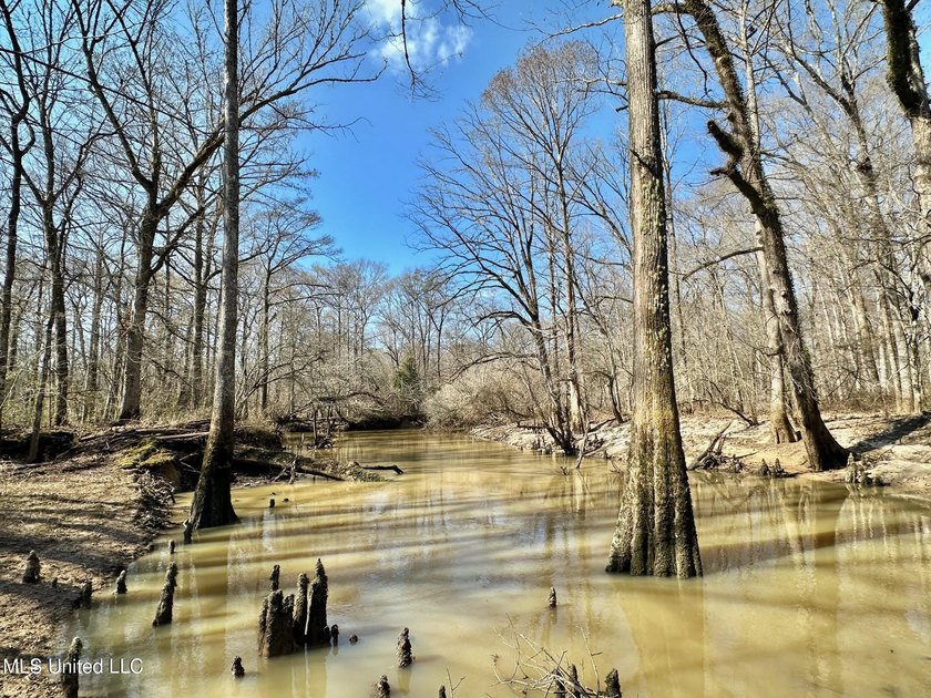 +/- 269 acre hardwood timber river bottom hunting tract in - photo 12