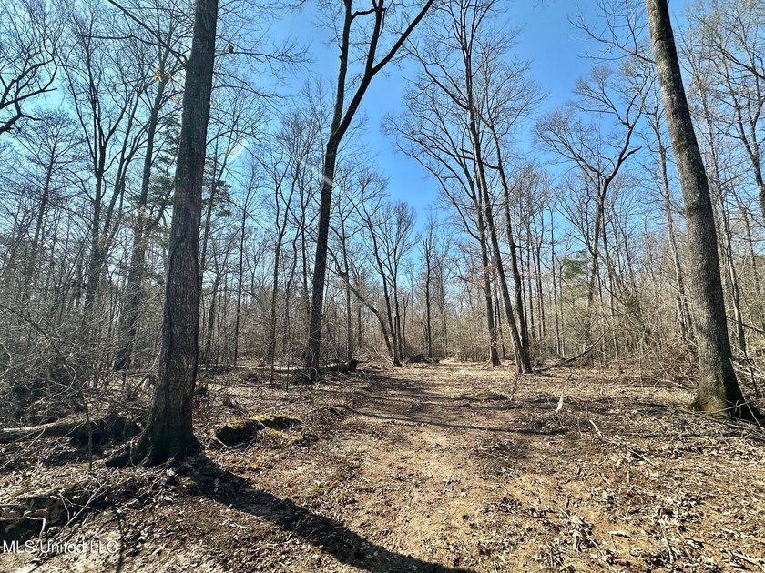 +/- 269 acre hardwood timber river bottom hunting tract in - photo 16