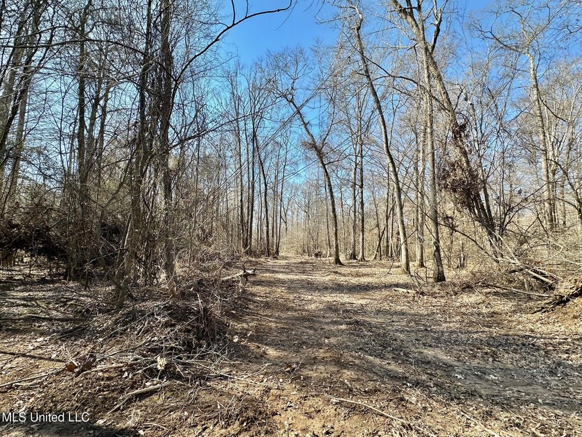 +/- 269 acre hardwood timber river bottom hunting tract in - photo 17