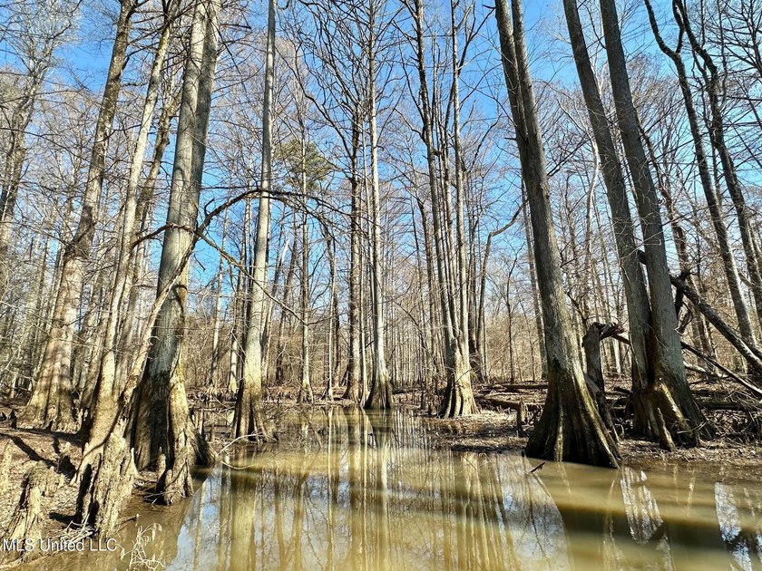 +/- 269 acre hardwood timber river bottom hunting tract in - photo 21