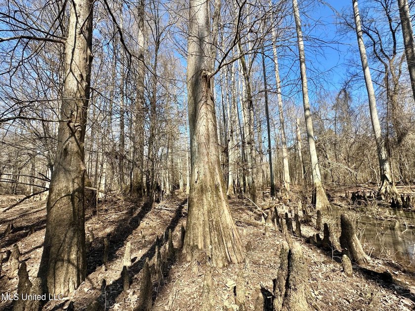 +/- 269 acre hardwood timber river bottom hunting tract in - photo 23