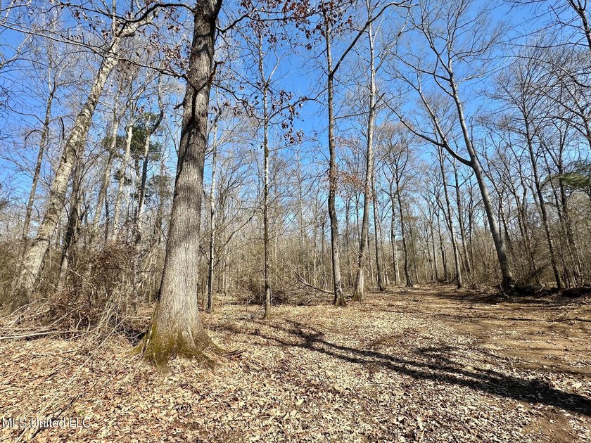 +/- 269 acre hardwood timber river bottom hunting tract in - photo 27