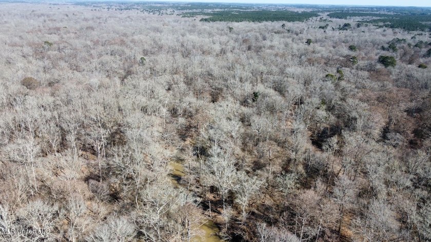 +/- 269 acre hardwood timber river bottom hunting tract in - photo 33
