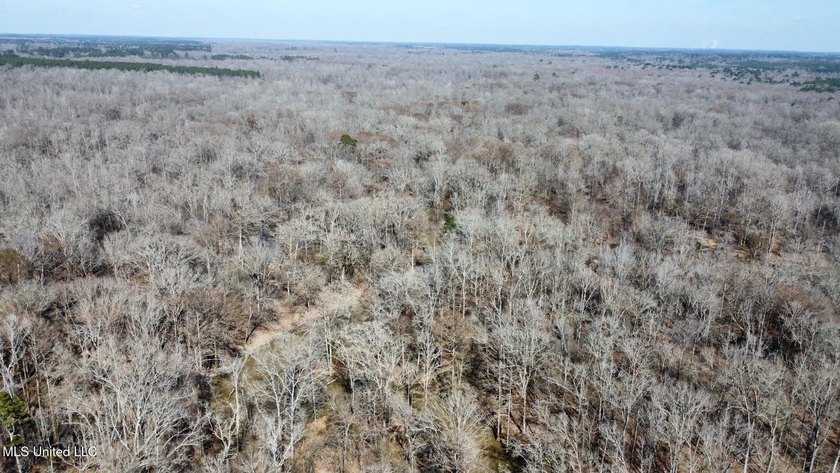 +/- 269 acre hardwood timber river bottom hunting tract in - photo 34