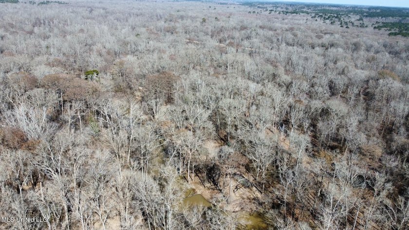 +/- 269 acre hardwood timber river bottom hunting tract in - photo 37