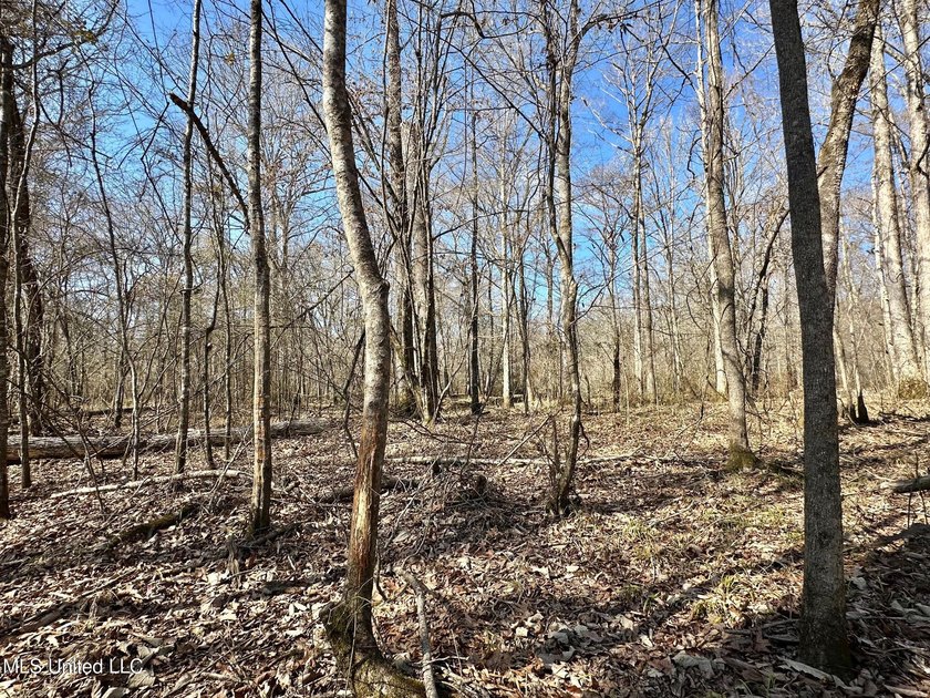 +/- 269 acre hardwood timber river bottom hunting tract in - photo 39