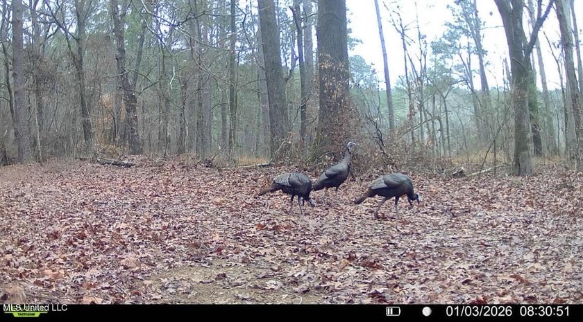 +/- 269 acre hardwood timber river bottom hunting tract in - photo 45
