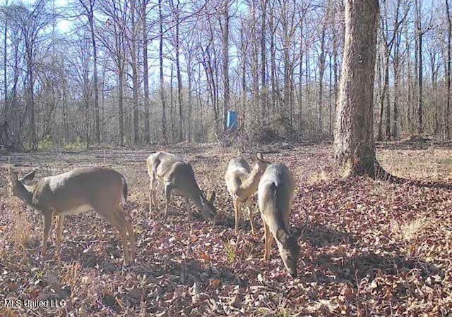 +/- 269 acre hardwood timber river bottom hunting tract in - photo 48
