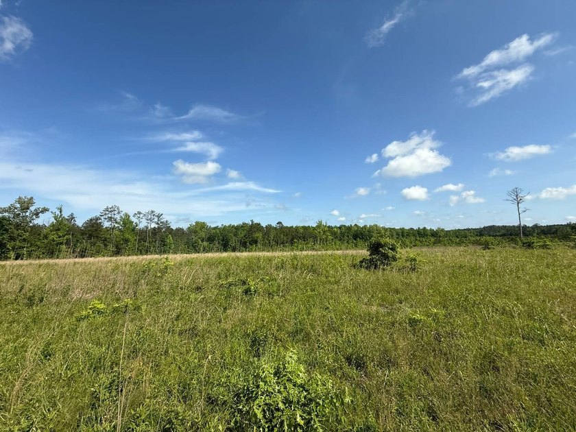 LOCATED IN RANKIN COUNTY, MS, THIS BEAUTIFUL 12.41+/- ACRE - photo 7