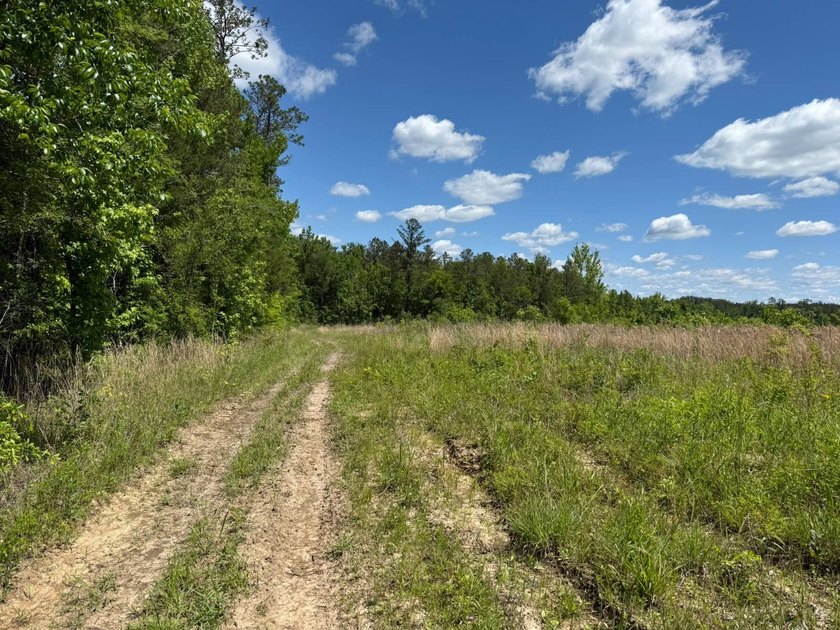 LOCATED IN RANKIN COUNTY, MS, THIS BEAUTIFUL 12.41+/- ACRE - photo 8