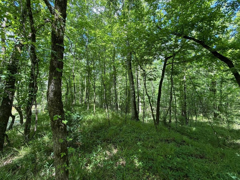 LOCATED IN RANKIN COUNTY, MS, THIS BEAUTIFUL 12.41+/- ACRE - photo 10