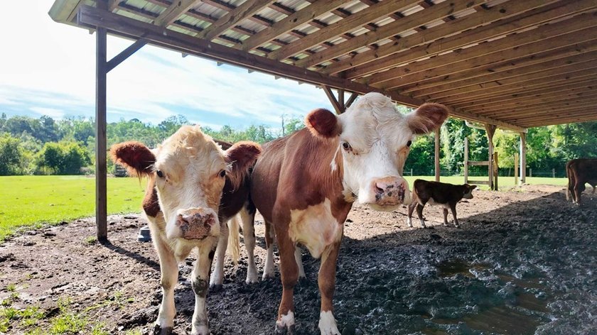 Welcome to your dream mini farm-a rare opportunity to own 42 +- - photo 23