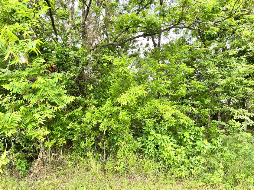 Great 1 acre lot in gated subdivision on Richland Chambers Lake! - photo 3