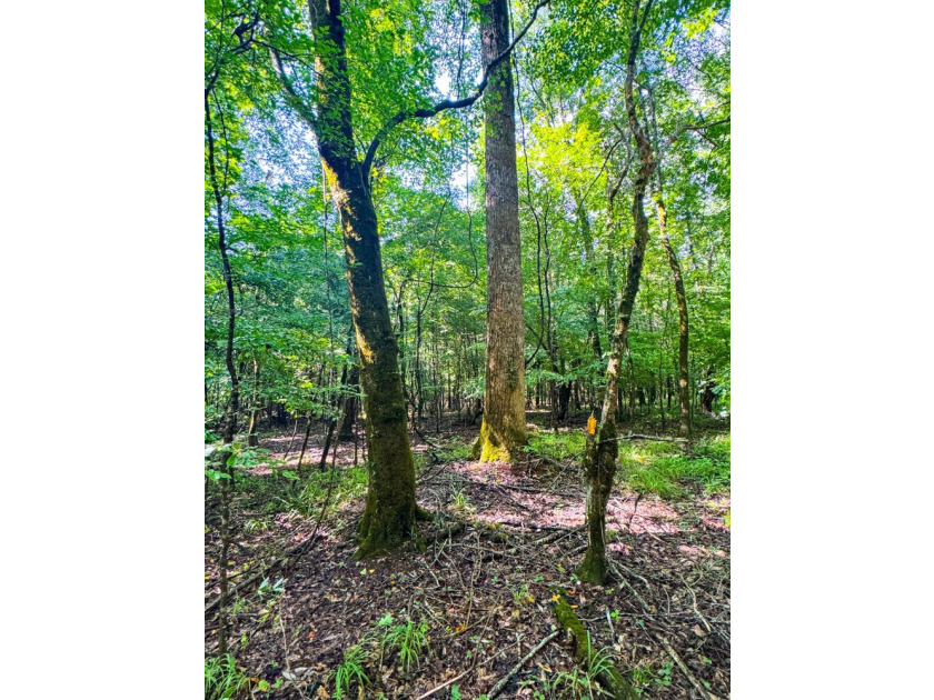 80+/- acres of thick, game-rich hardwoods and pines fronting Hwy - photo 4