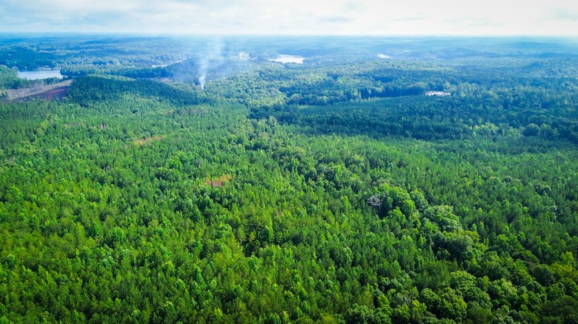 80+/- acres of thick, game-rich hardwoods and pines fronting Hwy - photo 6