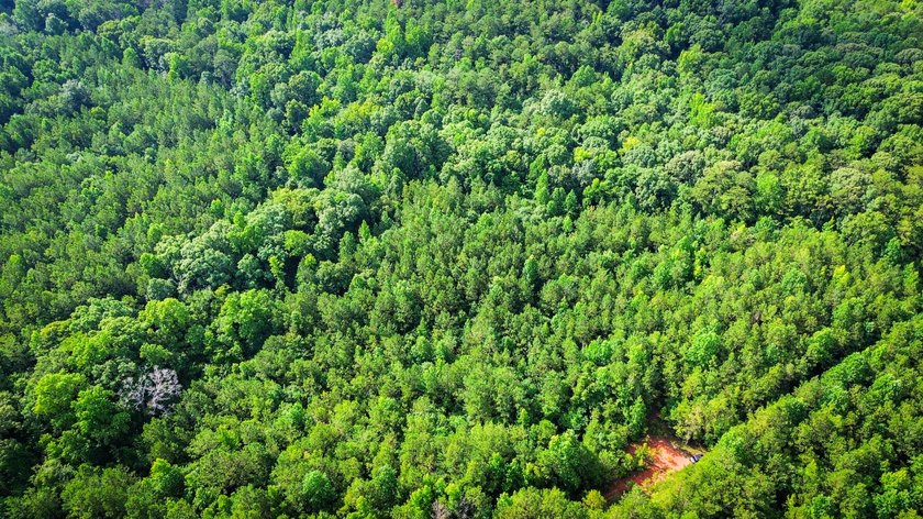 80+/- acres of thick, game-rich hardwoods and pines fronting Hwy - photo 8