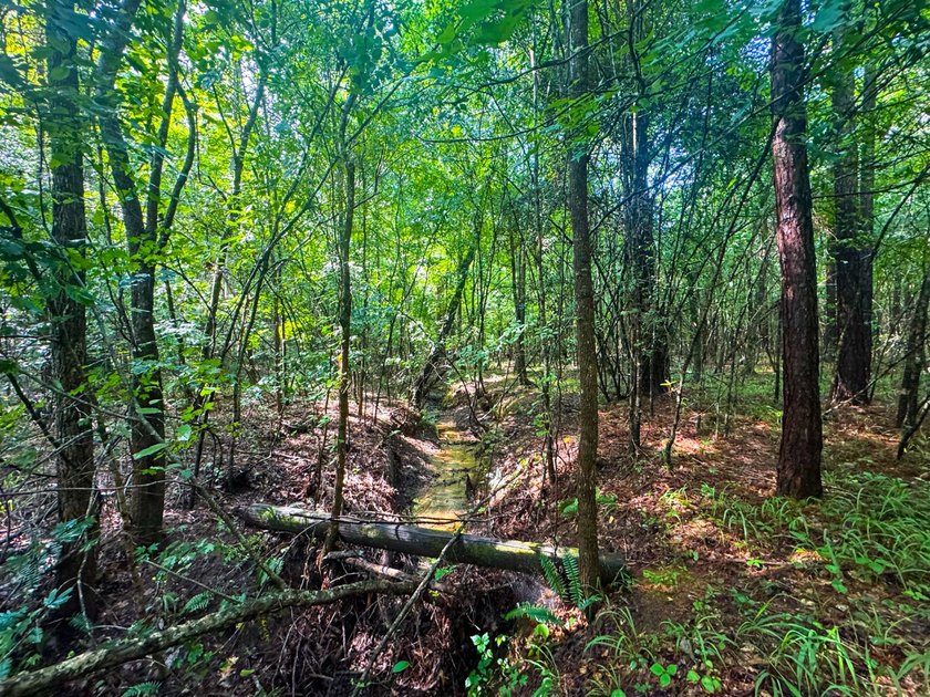 80+/- acres of thick, game-rich hardwoods and pines fronting Hwy - photo 9