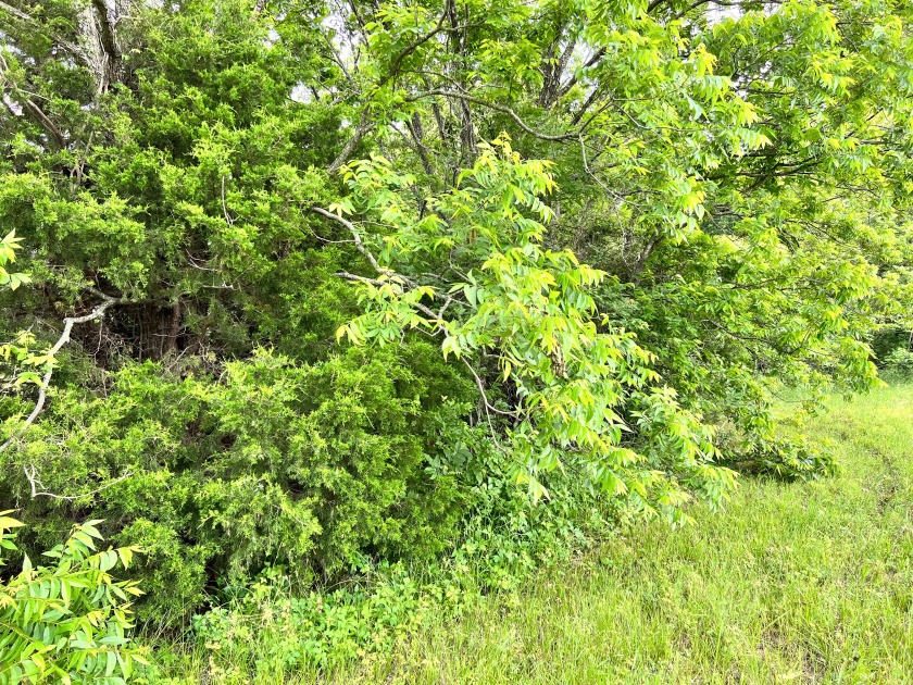 Great 1 acre lot in gated subdivision on Richland Chambers Lake! - photo 5