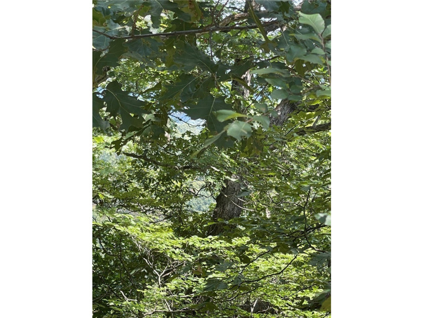 Located within the Wolf-Ridge Estate, this is a beautiful - photo 20