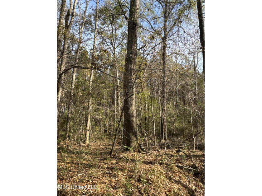 This offering includes four separate 38+/- acre tracts in - photo 13