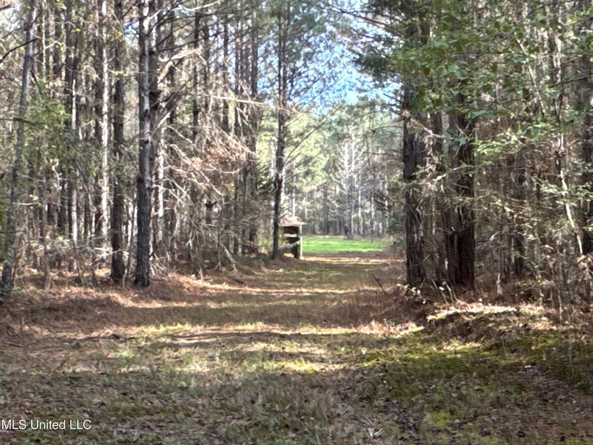 This offering includes four separate 38+/- acre tracts in - photo 28