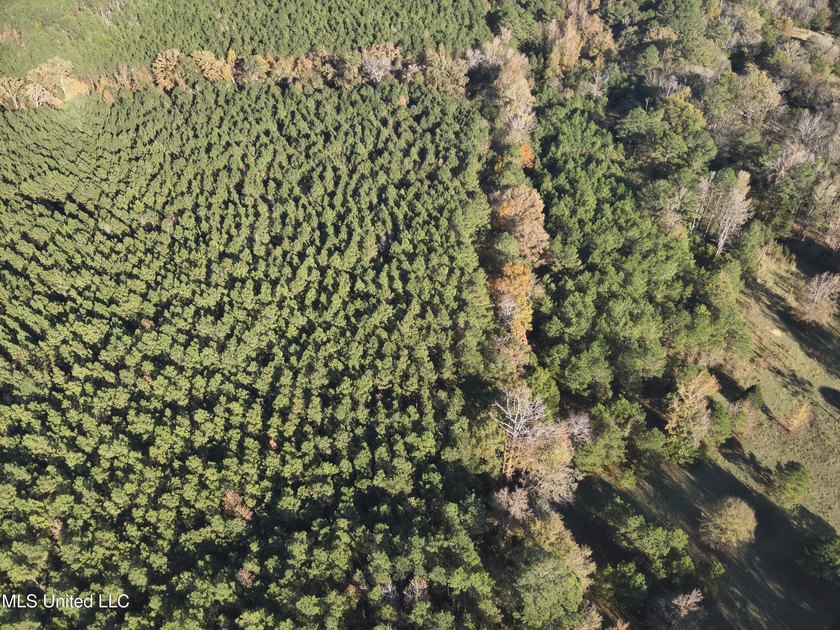 This offering includes four separate 38+/- acre tracts in - photo 38