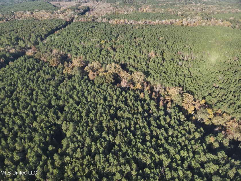 This offering includes four separate 38+/- acre tracts in - photo 39
