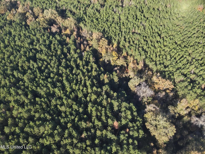 This offering includes four separate 38+/- acre tracts in - photo 40