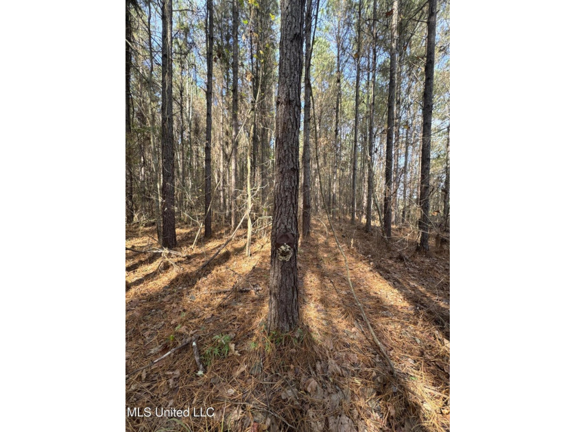 This offering includes four separate 38+/- acre tracts in - photo 19