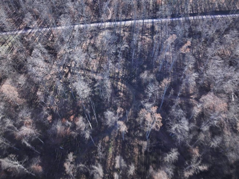 Build ready wooded lots near Yough Lake featuring recent septic - photo 5