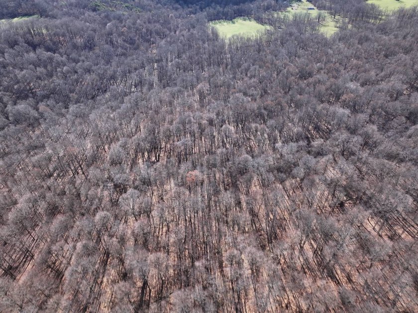 Build ready wooded lots near Yough Lake featuring recent septic - photo 9
