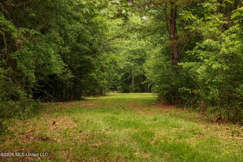 Land for sale in Amite County, MS. This beautiful 161-acre tract - photo 11