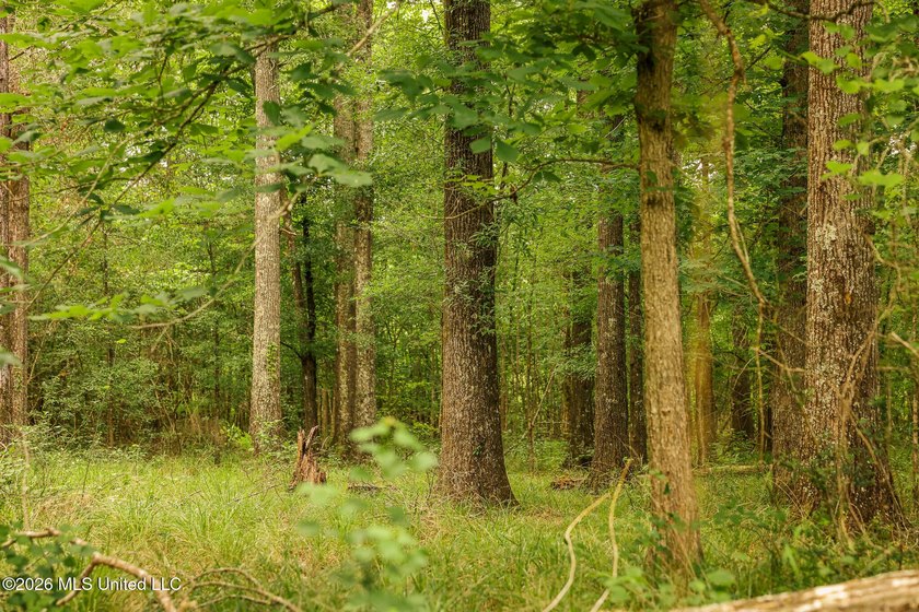 Land for sale in Amite County, MS. This beautiful 161-acre tract - photo 12