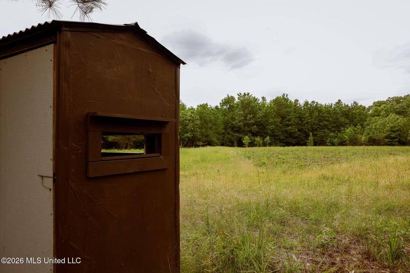 Land for sale in Amite County, MS. This beautiful 161-acre tract - photo 13