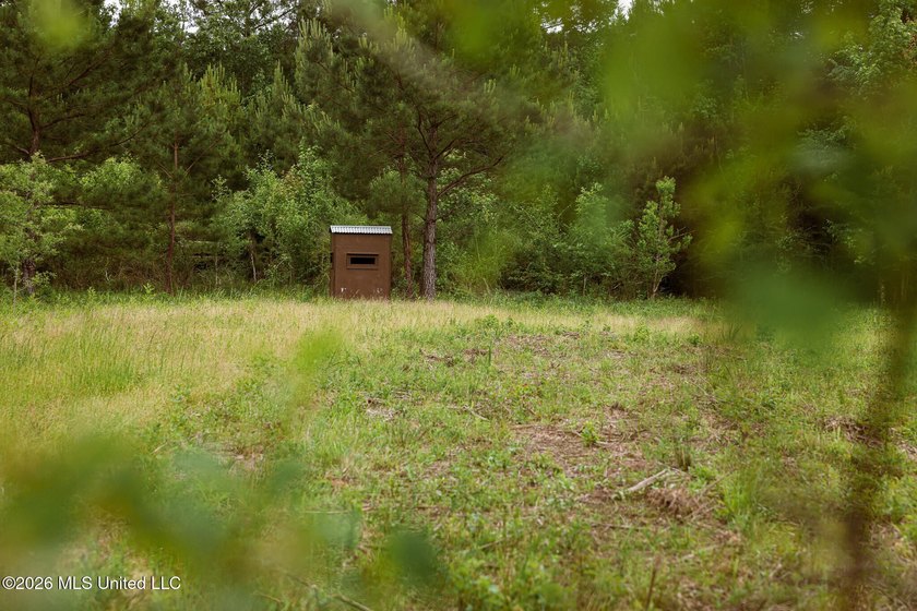 Land for sale in Amite County, MS. This beautiful 161-acre tract - photo 15