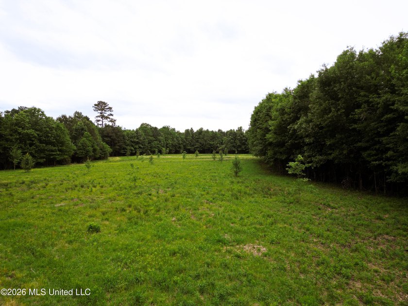 Land for sale in Amite County, MS. This beautiful 161-acre tract - photo 27