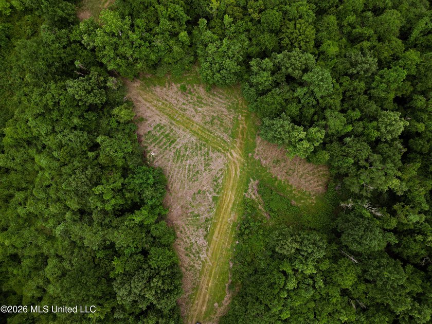Land for sale in Amite County, MS. This beautiful 161-acre tract - photo 35