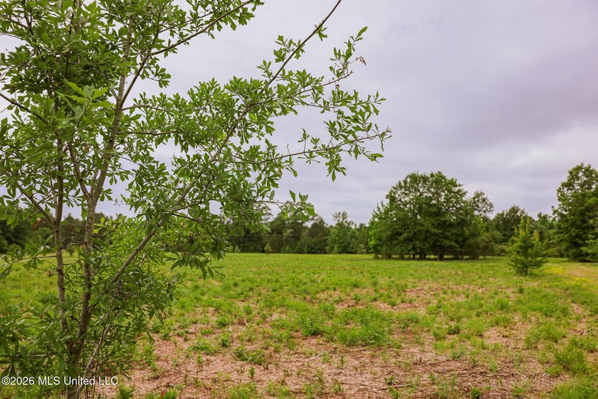 Land for sale in Amite County, MS. This beautiful 161-acre tract - photo 38