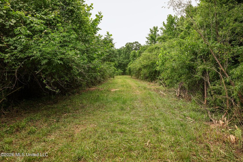 Land for sale in Amite County, MS. This beautiful 161-acre tract - photo 44
